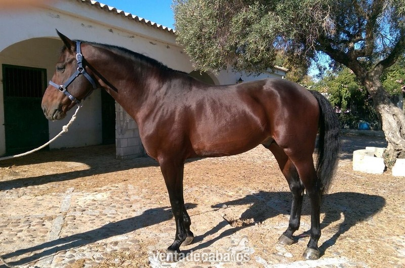 Caballo de Deporte Español (CDE)