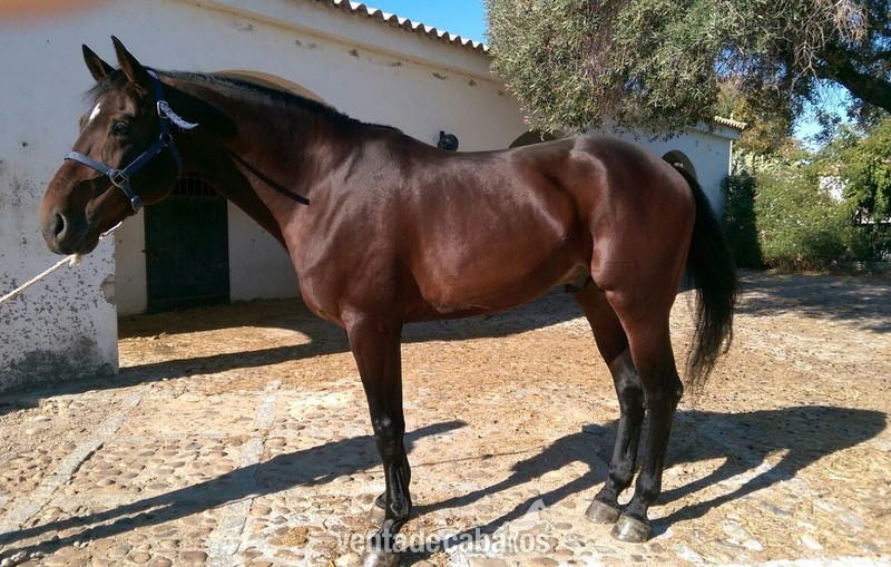 Caballo de Deporte Español (CDE) {TYPE}
