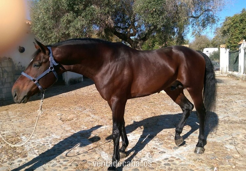 Caballos Enteros Caballo de Deporte Español (CDE) - VENDIDO!!! CABALLO C.D.E CASTAÑO.
