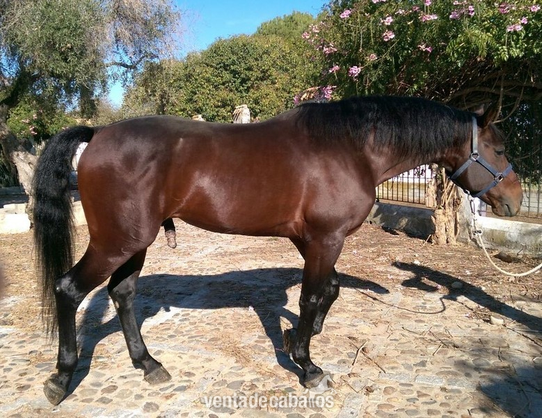 VENDIDO!!! CABALLO C.D.E CASTAÑO. - Caballos Enteros Caballo de Deporte Español (CDE)