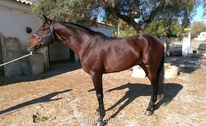 VENDIDO!!! CABALLO C.D.E CASTAÑO. - Caballo de Deporte Español (CDE)