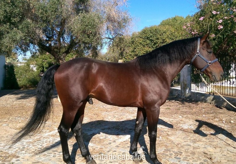 VENDIDO!!! CABALLO C.D.E CASTAÑO. - Caballos Enteros