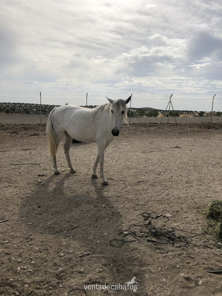 VENTA CABALLO ESPAÑOL in 