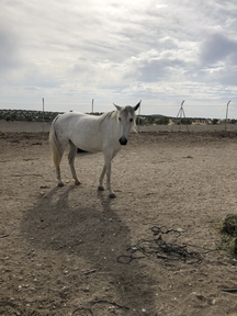 VENTA CABALLO ESPAÑOL