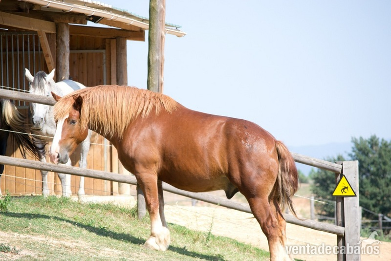 CABALLO DE EQUINOTERAPIA in 