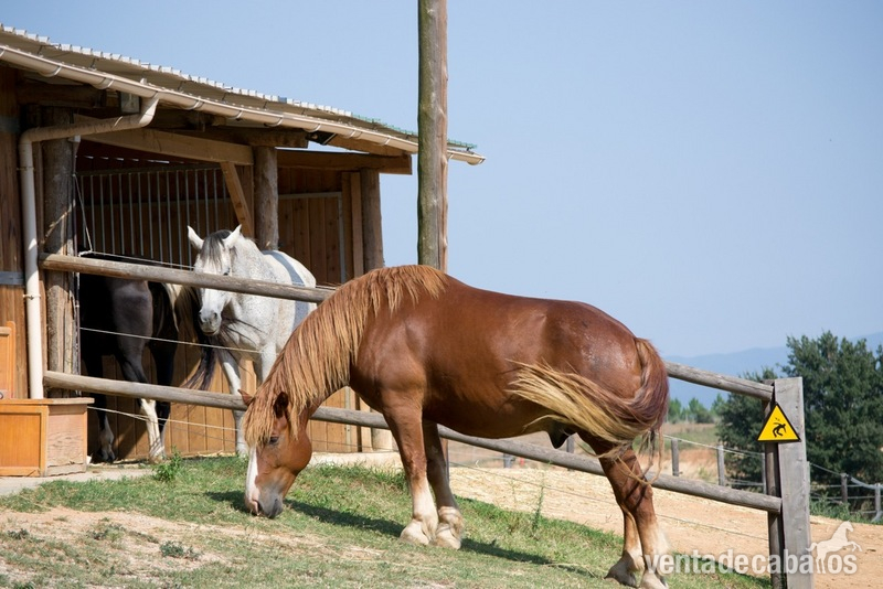Caballo Pirenaico Catalán - CPC