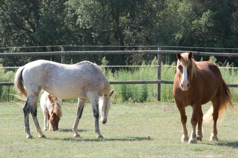 Caballo Pirenaico Catalán - CPC {TYPE}