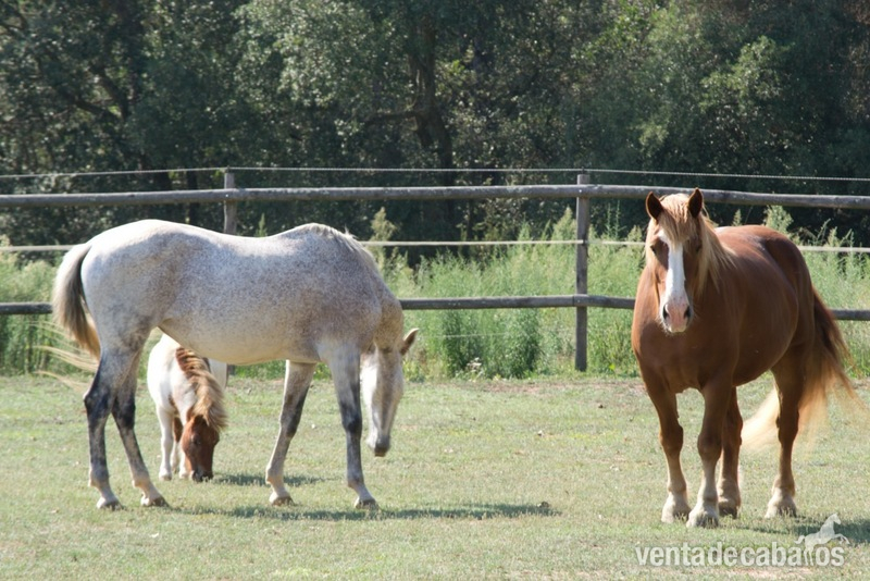 Caballo Pirenaico Catalán - CPC {TYPE}