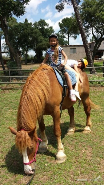 CABALLO DE EQUINOTERAPIA - Caballos Capados Caballo Pirenaico Catalán - CPC
