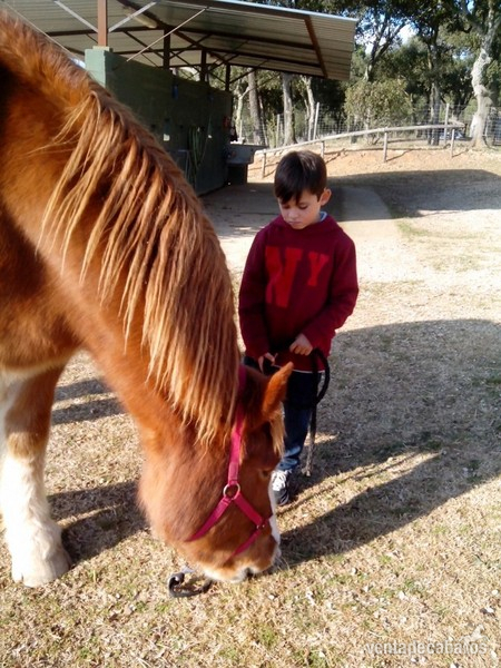 CABALLO DE EQUINOTERAPIA - Caballo Pirenaico Catalán - CPC