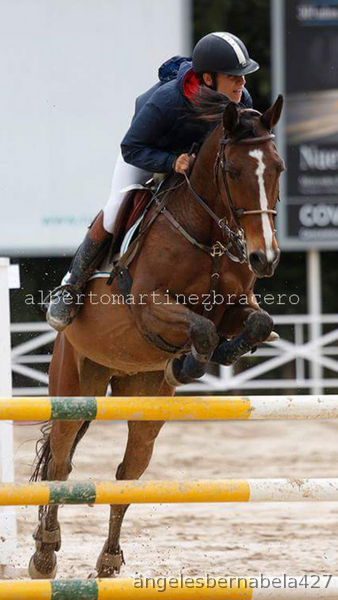 Vendo Caballo de salto de obstáculos angloarabe salta actualmente 1.20 y 1.30  in 