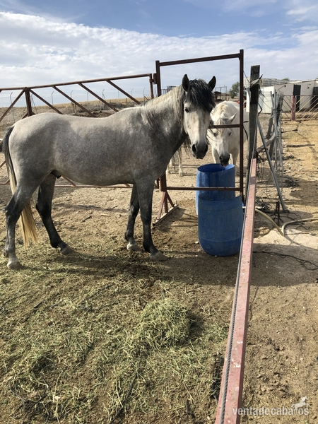 VENTA YEGUA Y POTRO  in 