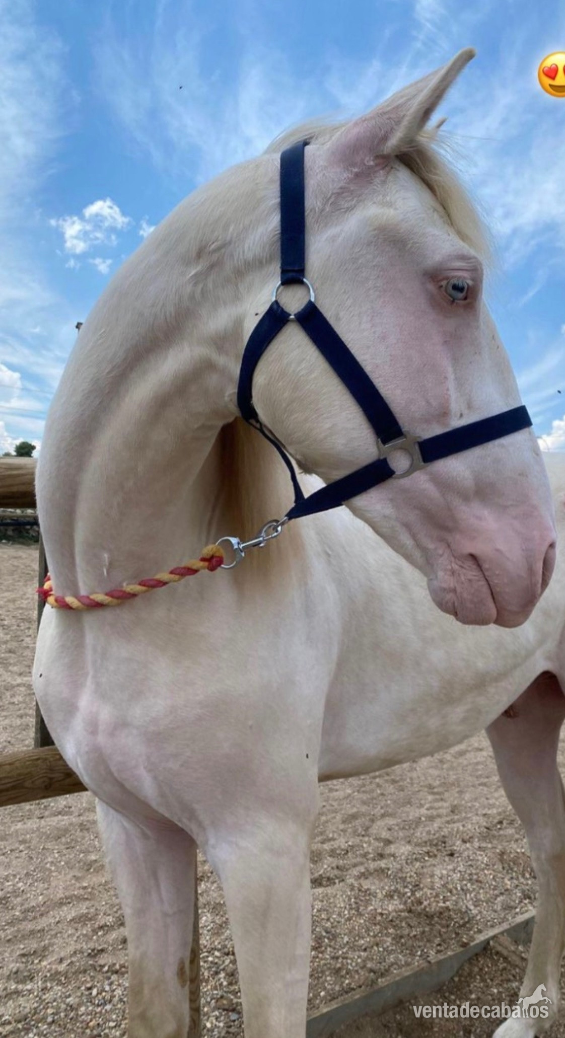 Potro albino lusitano in 