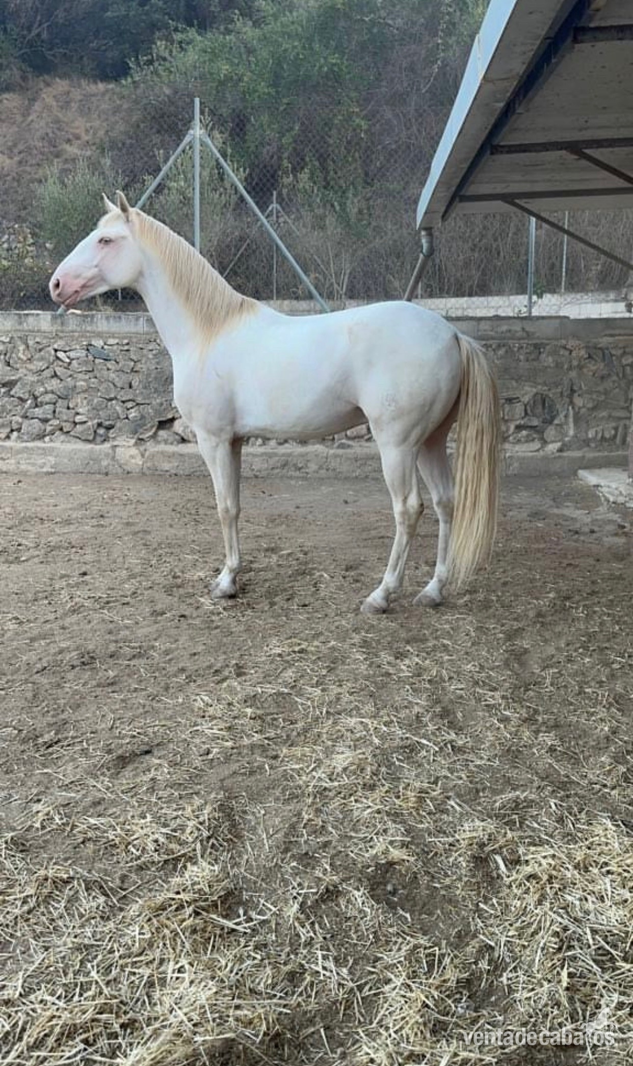 Potros EMPTY - Potro albino lusitano