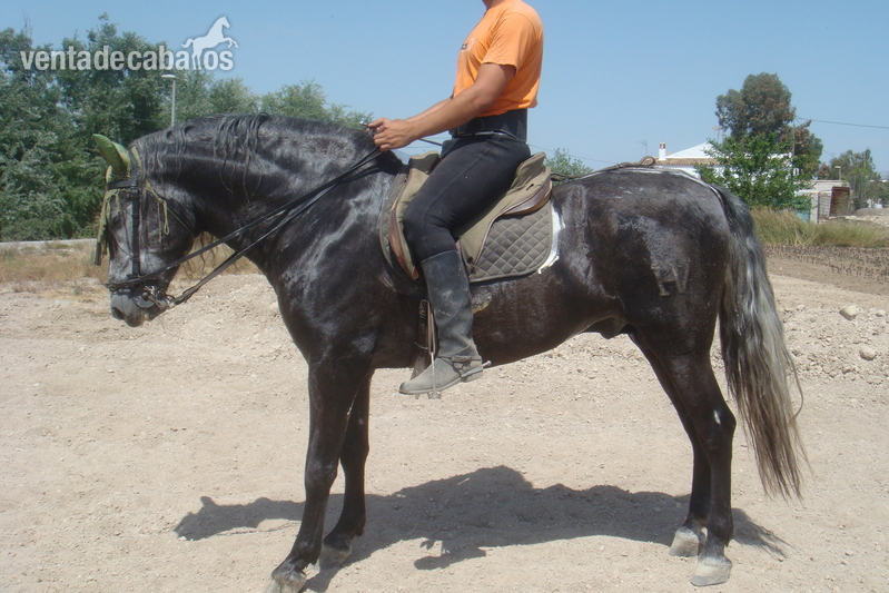 Pura Raza Española {TYPE}