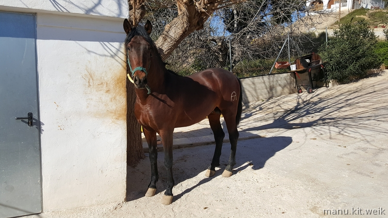 Caballo P.R.E Comisario in 
