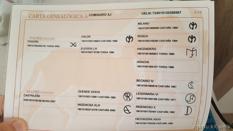 Andaluz