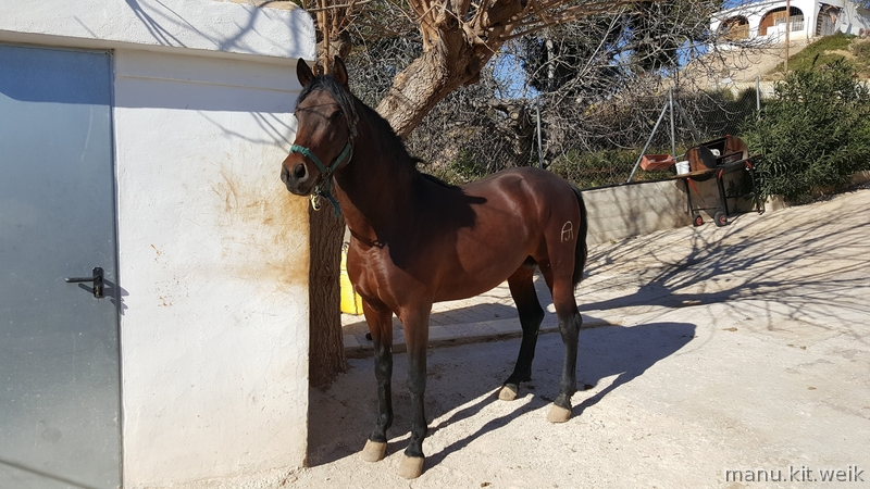 Andaluz {TYPE}