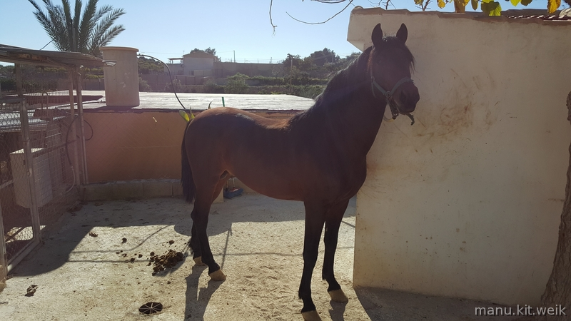 Caballos Pura Raza Española (P.R.E.) Andaluz - Caballo P.R.E Comisario
