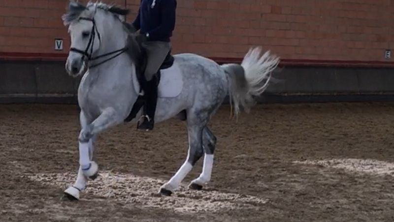 Caballos Pura Raza Española (P.R.E.) PRE - SE VENDE PRE TORDO,  muy DOMADO 