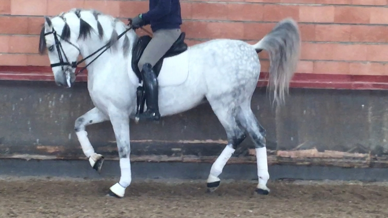 SE VENDE PRE TORDO,  muy DOMADO  - Caballos Pura Raza Española (P.R.E.) PRE