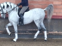 SE VENDE PRE TORDO,  muy DOMADO 