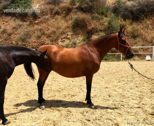 Yegua P.R.E - ANDALUZA P in 