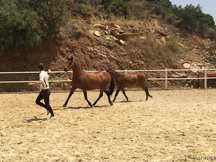 Yegua P.R.E - ANDALUZA P
