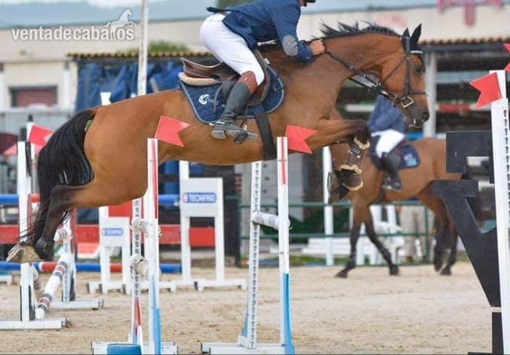 Potra CDE salto  en venta in 