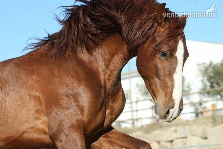 Ventra de caballos pura raza Española in 