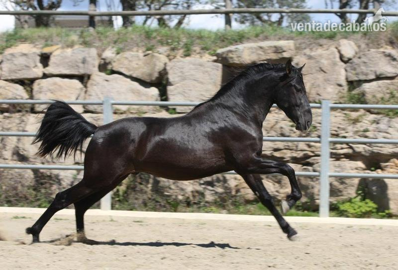 Caballo de Deporte Español (CDE)