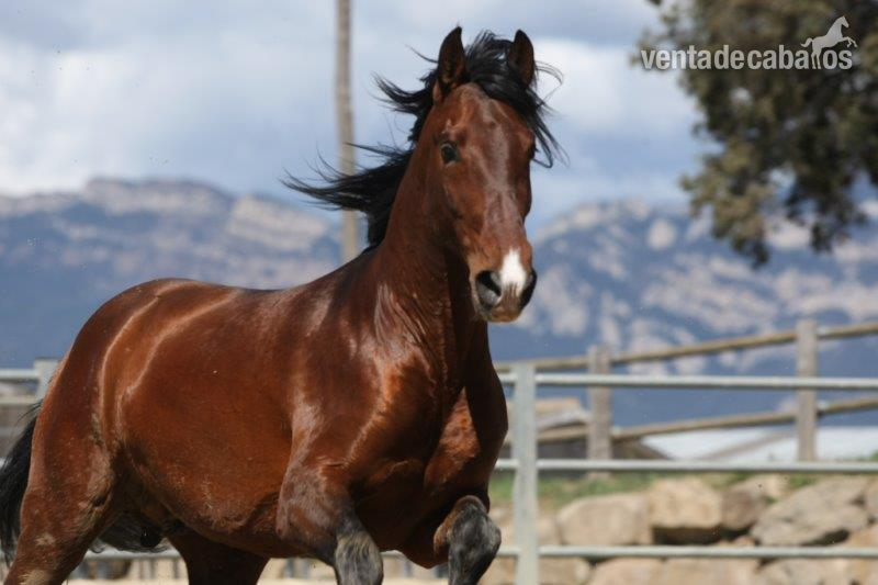 Caballo de Deporte Español (CDE) {TYPE}