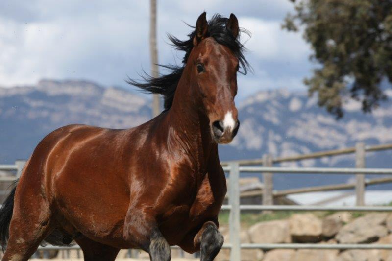 Caballo de Deporte Español (CDE) {TYPE}