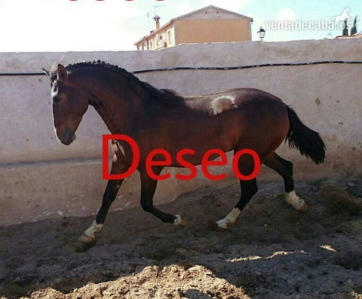 Pintura de caballo castaño in 