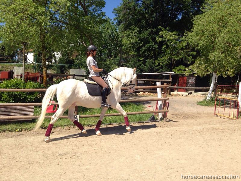 Caballo tordo / albino in 