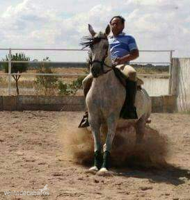 Yegua hispano arabe haciendo ejercicios de vaquera in 