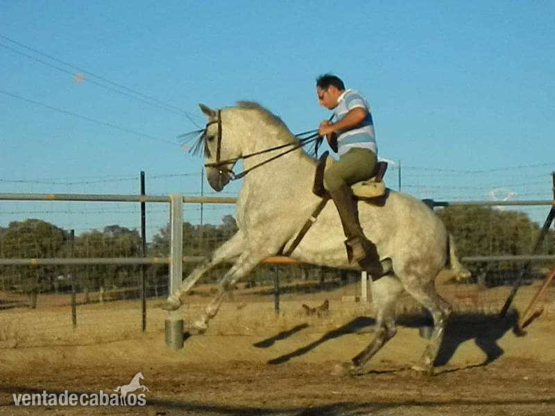 Hispano-Arabe