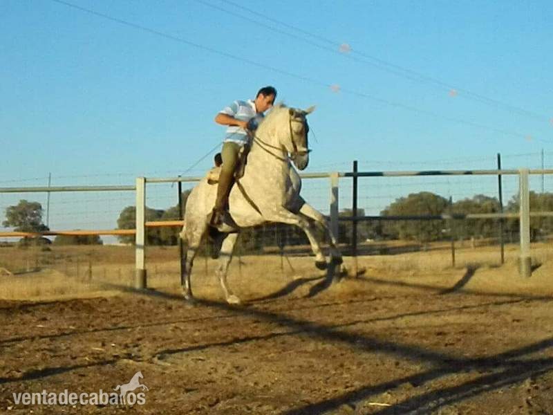 Hispano-Arabe {TYPE}