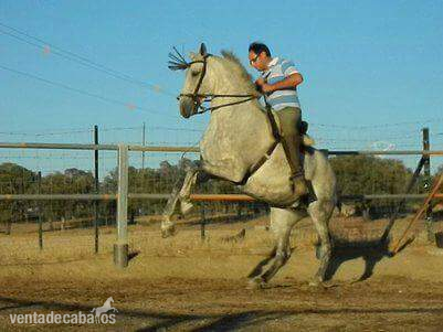 Caballo Hispano Árabe Hispano-Arabe - Yegua hispano arabe haciendo ejercicios de vaquera