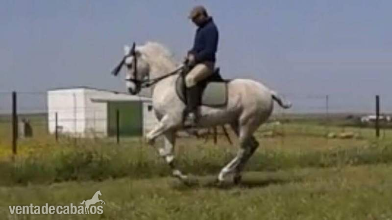 Yegua hispano arabe haciendo ejercicios de vaquera - Caballo Hispano Árabe Hispano-Arabe