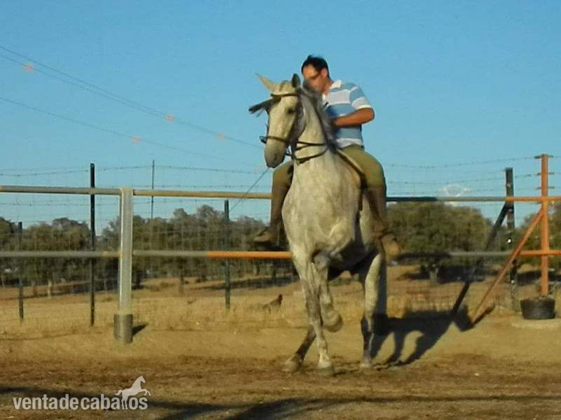 Yegua hispano arabe haciendo ejercicios de vaquera - Caballo Hispano Árabe