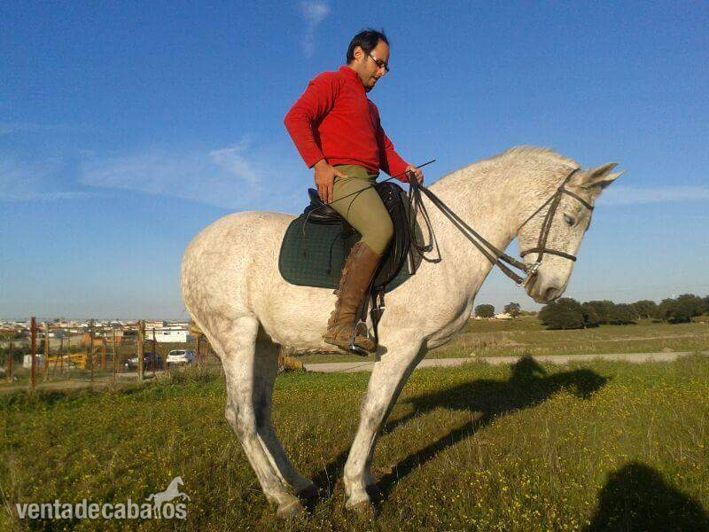  Yegua hispano arabe haciendo ejercicios de vaquera