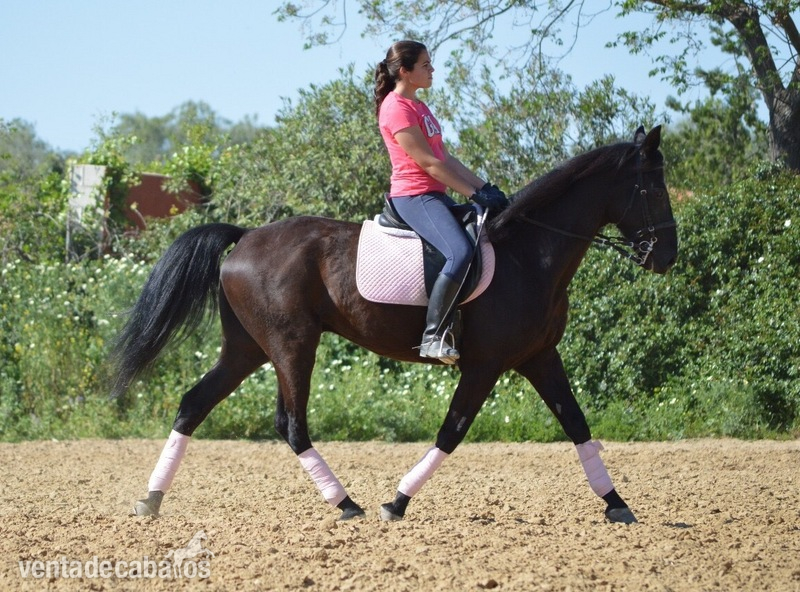Caballos Capados Trotón Francés - Se vende troton frances