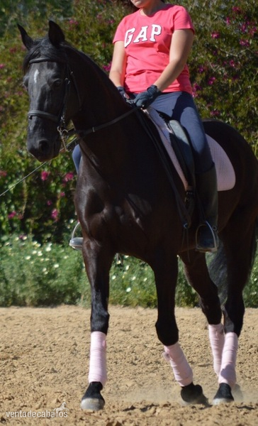 Se vende troton frances - Caballos Capados Trotón Francés