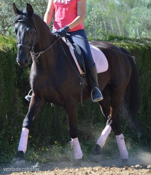 Se vende troton frances - Trotón Francés