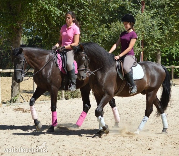 Se vende troton frances - Caballos Capados