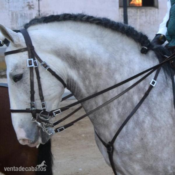 Lusitano