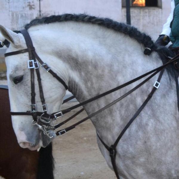 Lusitano