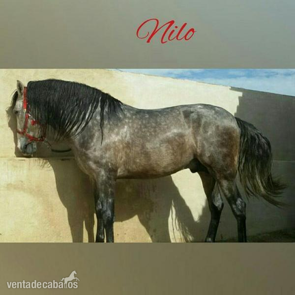 Lusitano {TYPE}