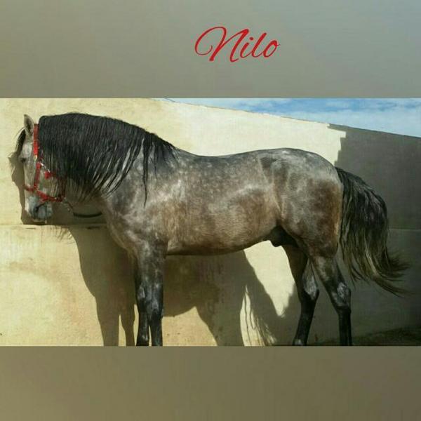 Lusitano {TYPE}